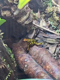 Poison Dart Frog